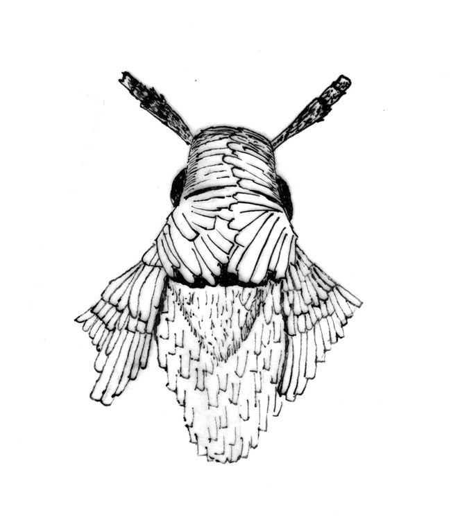 Kop en borststuk van een Coleophora-soort (Coleophoridae).
